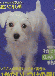 いぬのきもち