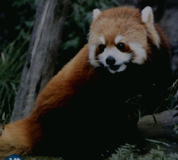世界の動物たち　野毛山動物園ガイドブック