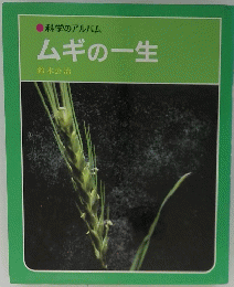 ムギの一生