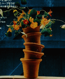HERB　4月