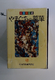 やまぐちの薬草
