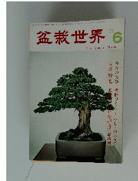 盆栽世界 6