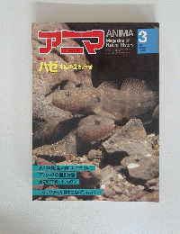 アニマ３