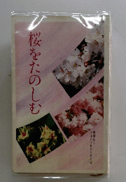 桜をたのしむ