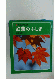 紅葉のふしぎ