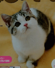 ねこのきもち　2013年1月号