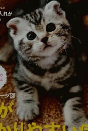 ねこのきもち　2013年11月