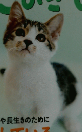 ねこのきもち　2013年10月