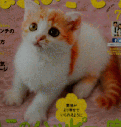 ねこのきもち　