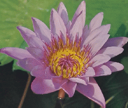 朝日百科　世界の植物　70　3/27