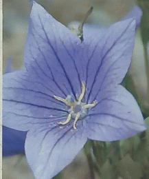 世界の植物　7　12月28日号