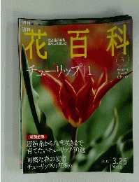 花百科　チューリップ 1　2004年3月25日号