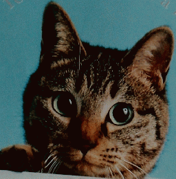 ねこのきもち 6 2021