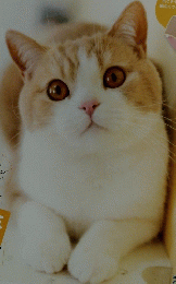 ねこのきもち　2022年3月号