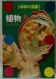 植物　