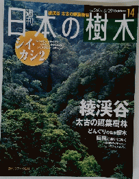日本の樹木　14