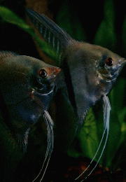 AquaLife 1994/3KING　OF　BASICAngelFish