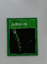 科学のアルバム　ムギの一生