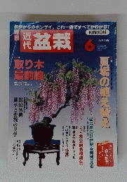 近代盆栽　1999年6月号