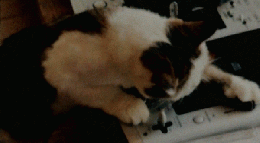 BRUTUS