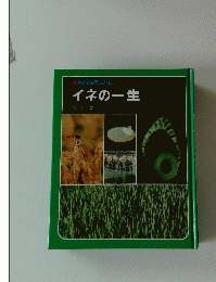 科学のアルバム イネの一生 