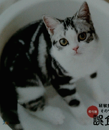 ねこのきもち　２０２３年９月号　vol. 220