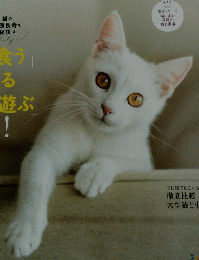 ねこのきもち 221　2023年10月号 