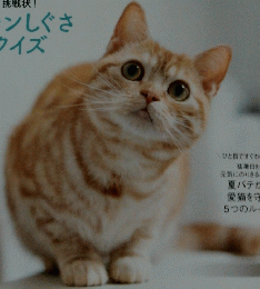 ねこのきもち 219　２０２３年８月号