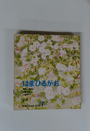 はまひるがお　184号