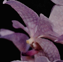 週刊朝日百科 87世界の植物　７月２４日号