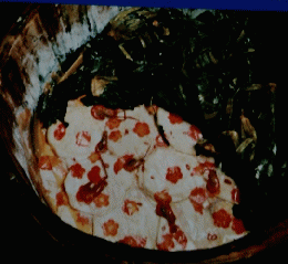 朝日百科 8/22 88　世界の食べもの 日本編