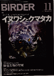 BIRDER　2014年11月号