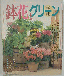 鉢花グリーン　187
