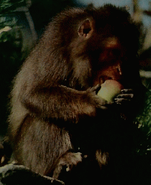 カラー図鑑百科1動物