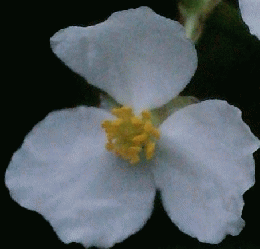 植物の世界125