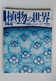 植物の世界　144　植物のからだづくり