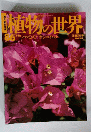 植物の世界　86　ハマミズナ オシロイバナ