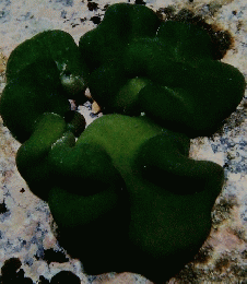 植物の世界　139　