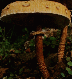 キノコの世界　菌界2