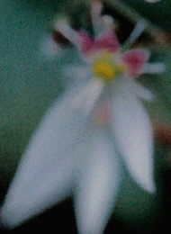 植物の世界　57　1995年5月21日号