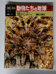 動物たちの地球　36
