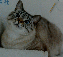 ねこのきもち　2024　7