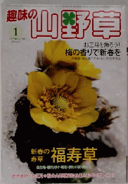 趣味の山野草　　2013年1月号