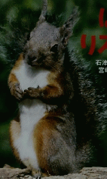 ぼくリスだよ 10