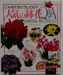 人気の鉢花Q&A 四季の鉢花64 育て方のコツ