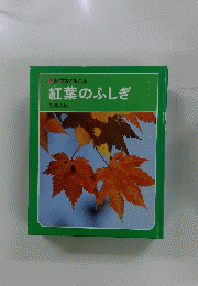 紅葉のふしぎ　科学のアルバム