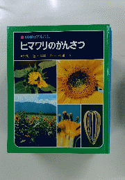ヒマワリのかんさつ