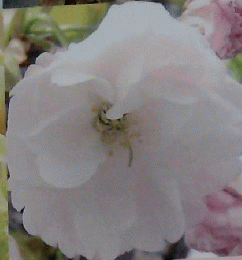 江北の五色桜
