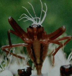 科学のアルバム　水生昆虫のひみつ