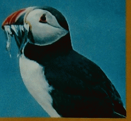 すばらしい自然シリーズ1　鳥の世界